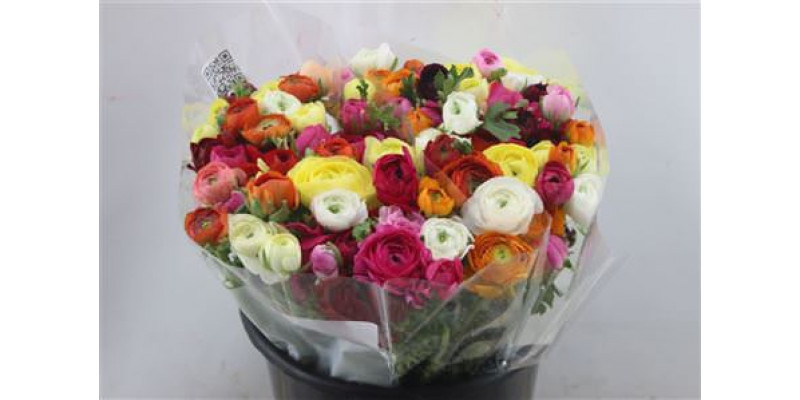 Ranunculus Elegance Mix Rainbow 40cm A1