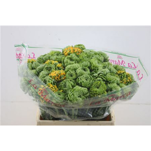 Ranunculus Pon Pon Green 45cm A1