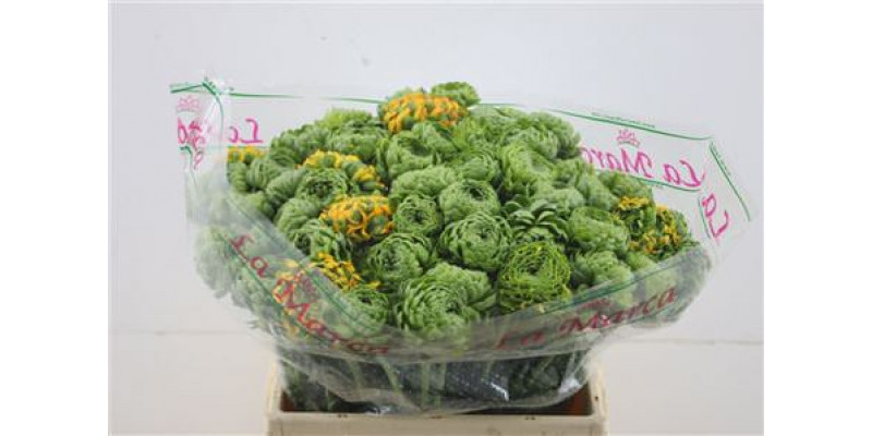 Ranunculus Pon Pon Green 45cm A1