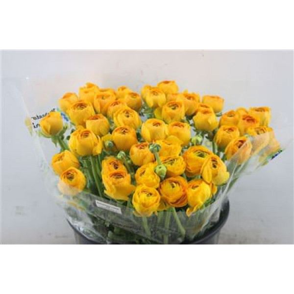 Ranunculus Cloni Zuper Carioca Yellow 45cm A1