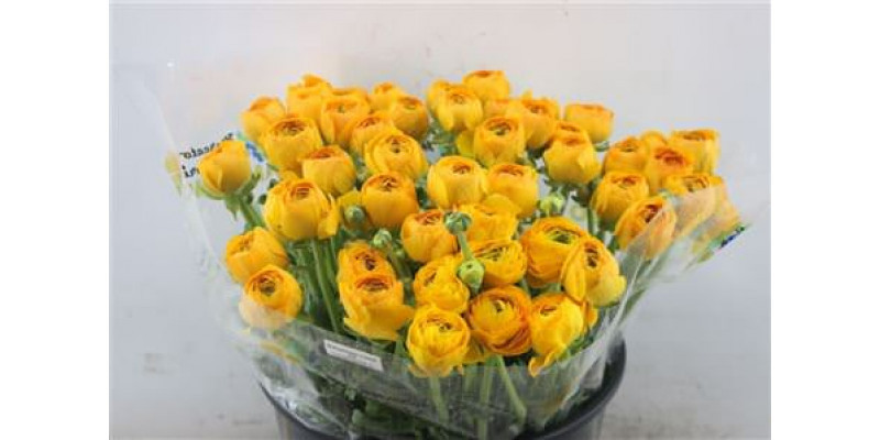 Ranunculus Cloni Zuper Carioca Yellow 45cm A1