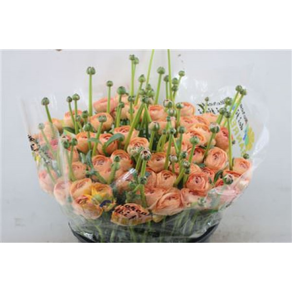 Ranunculus Cloni Zuper Blush 45cm A1