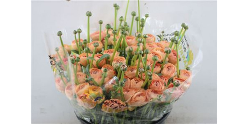 Ranunculus Cloni Zuper Blush 45cm A1