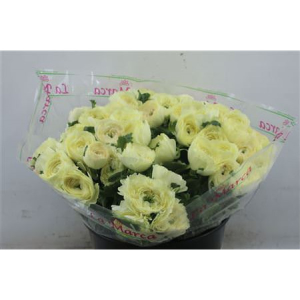 Ranunculus Cloni Zuper Commedia 45cm A1