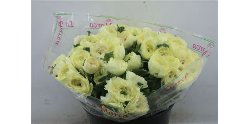 Ranunculus Cloni Zuper Commedia 45cm A1