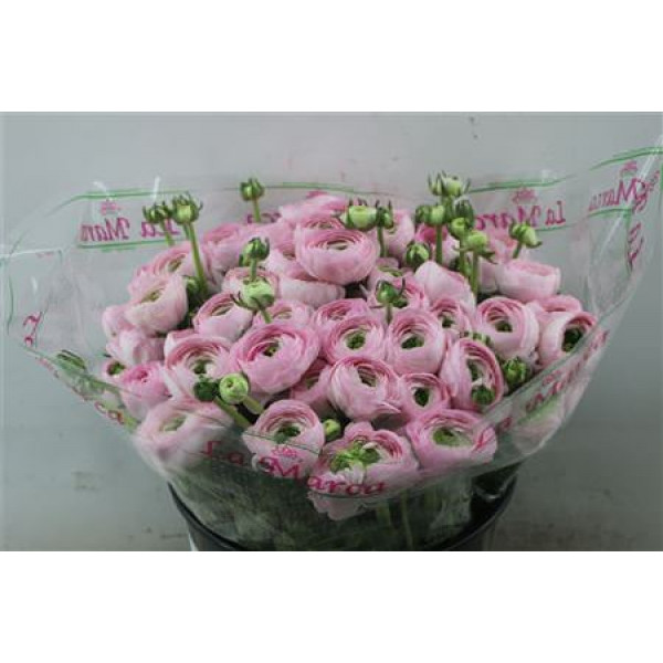 Ranunculus Cloni Zuper Favola 45cm A1