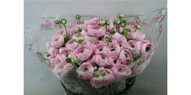 Ranunculus Cloni Zuper Favola 45cm A1