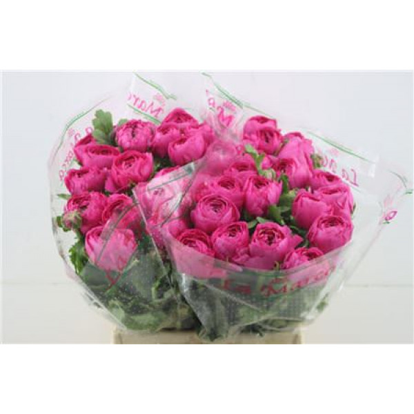 Ranunculus Cloni Zuper Hot Pink 45cm A1