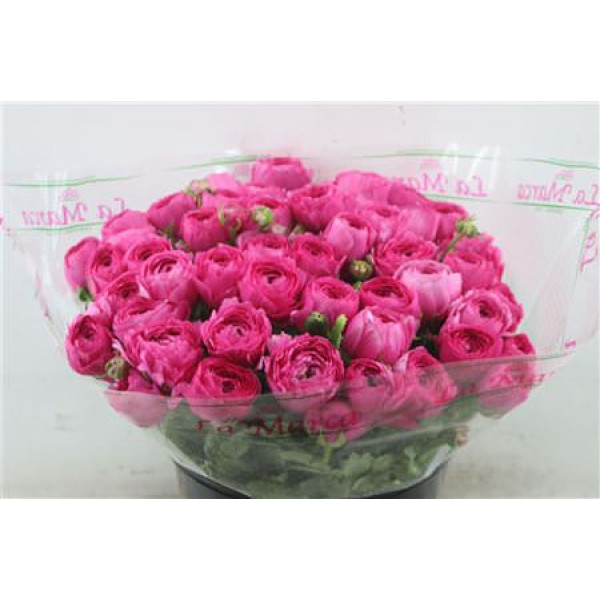 Ranunculus Cloni Zuper Lazer 45cm A1