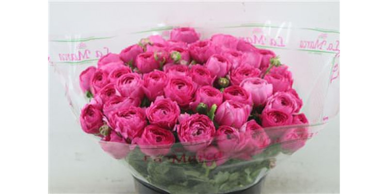 Ranunculus Cloni Zuper Lazer 45cm A1