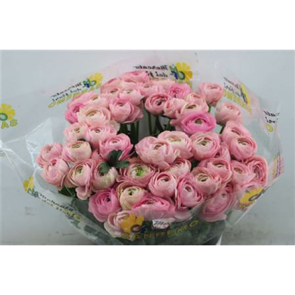 Ranunculus Cloni Zuper Passion 45cm A1