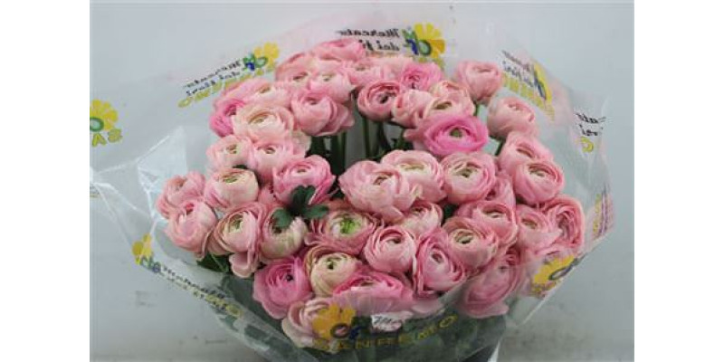 Ranunculus Cloni Zuper Passion 45cm A1