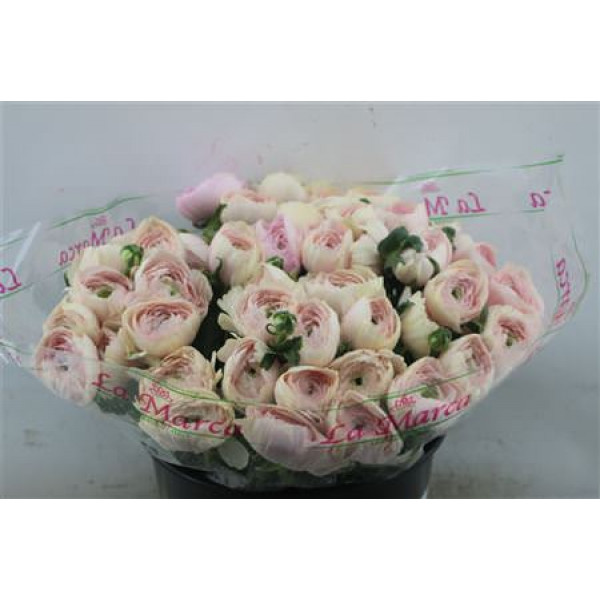 Ranunculus Cloni Zuper Tolosa 45cm A1