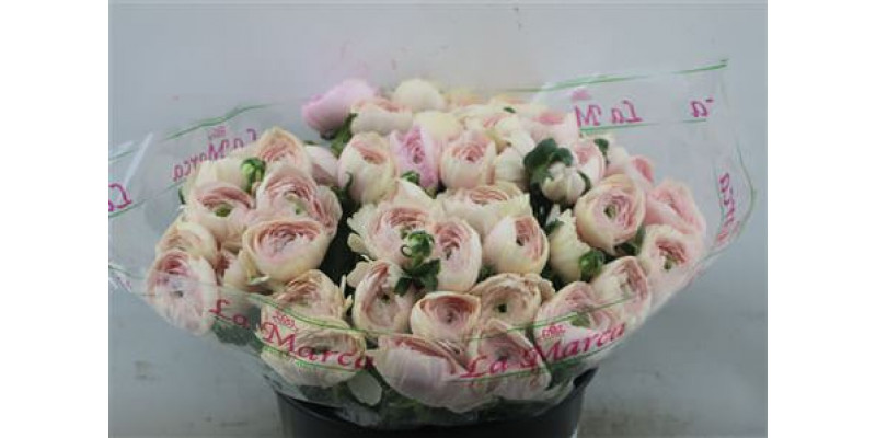 Ranunculus Cloni Zuper Tolosa 45cm A1