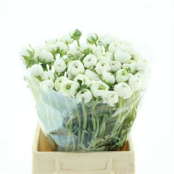 Ranunculus Su B200 Extra 45cm A1