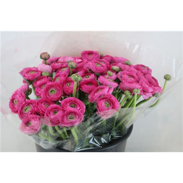 Ranunculus Cloni Sup Laser 40cm