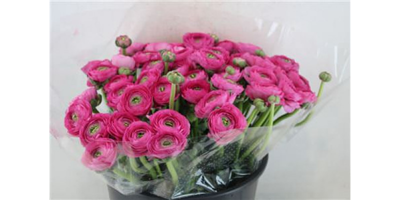 Ranunculus Cloni Sup Laser 40cm