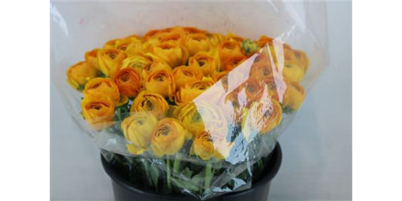 Ranunculus Cloni Sup Pareo 40cm