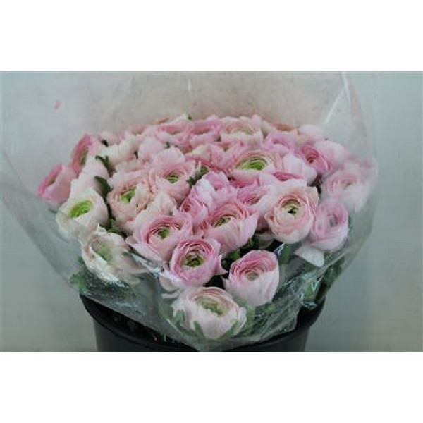 Ranunculus Cloni Sup San Mauro 40cm