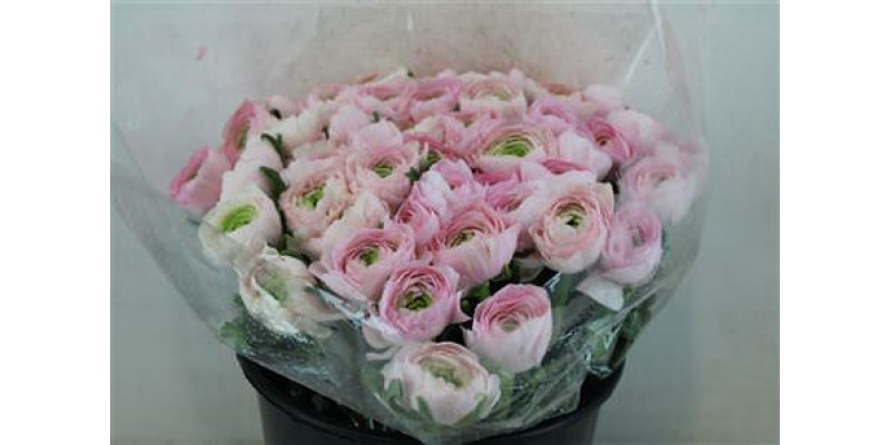 Ranunculus Cloni Sup San Mauro 40cm