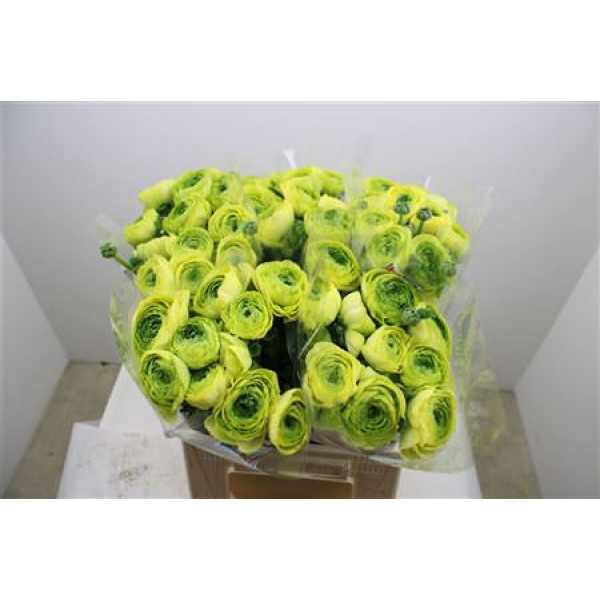 Ranunculus Cloni Ex Lemon 45cm