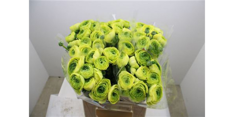 Ranunculus Cloni Ex Lemon 45cm