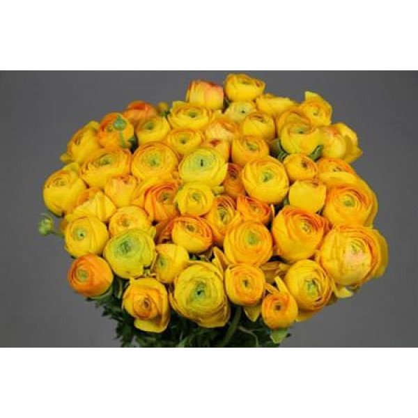 Ranunculus Cloni Ex Pareo 45cm A1