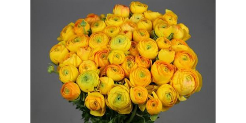 Ranunculus Cloni Ex Pareo 45cm A1