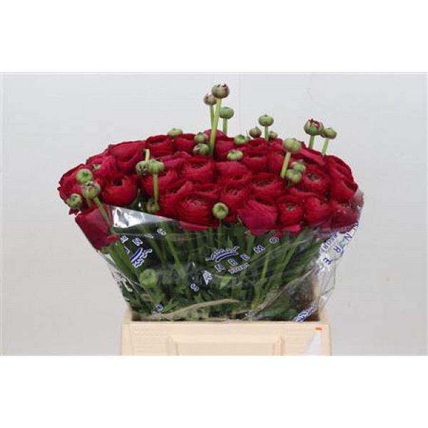 Ranunculus Cloni Ex Passion 45cm A1