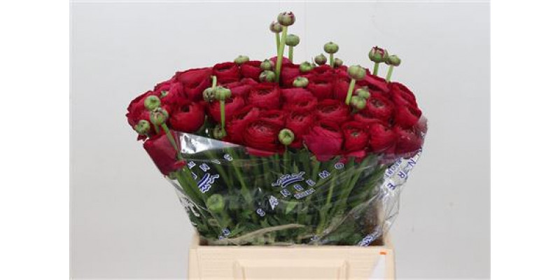 Ranunculus Cloni Ex Passion 45cm A1