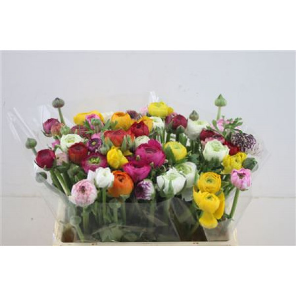 Ranunculus El Mix In Bunch 35cm A1