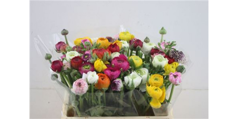 Ranunculus El Mix In Bunch 35cm A1