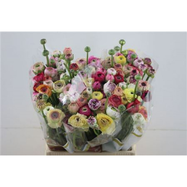 Ranunculus El Striped Light Mix 40cm A1