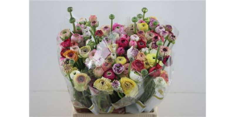 Ranunculus El Striped Light Mix 40cm A1