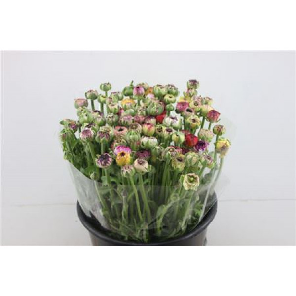 Ranunculus El Striped Pastel 40cm A1