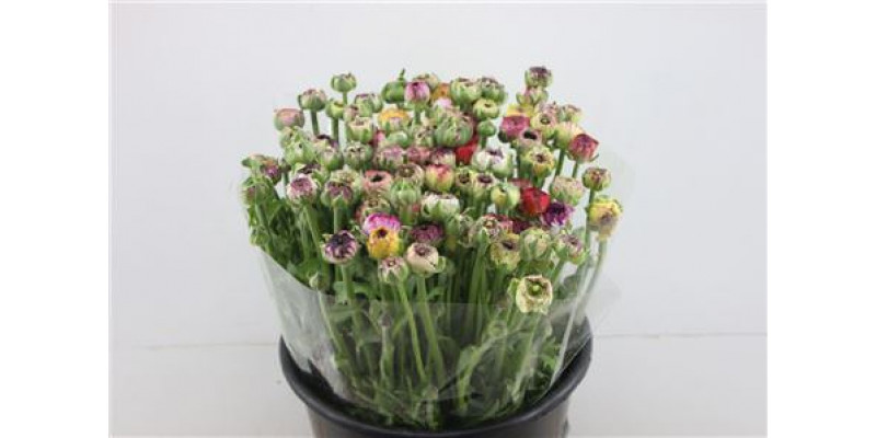 Ranunculus El Striped Pastel 40cm A1