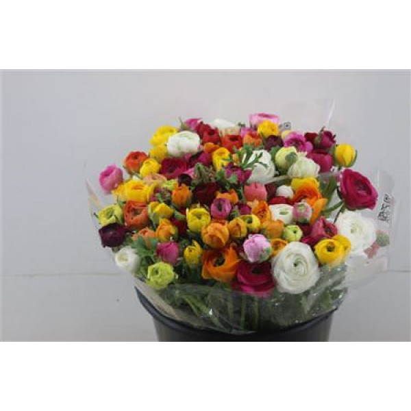 Ranunculus Elegance Mix Rainbow 40cm A1