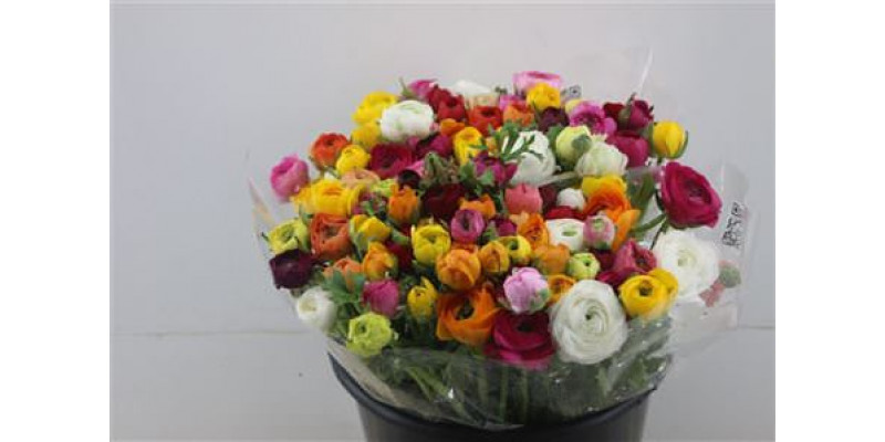 Ranunculus Elegance Mix Rainbow 40cm A1