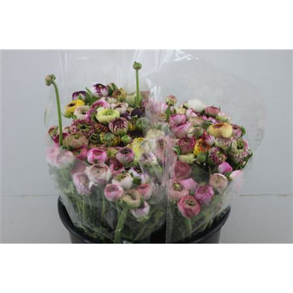 Ranunculus Ex Cap Pink Extra 40cm A1