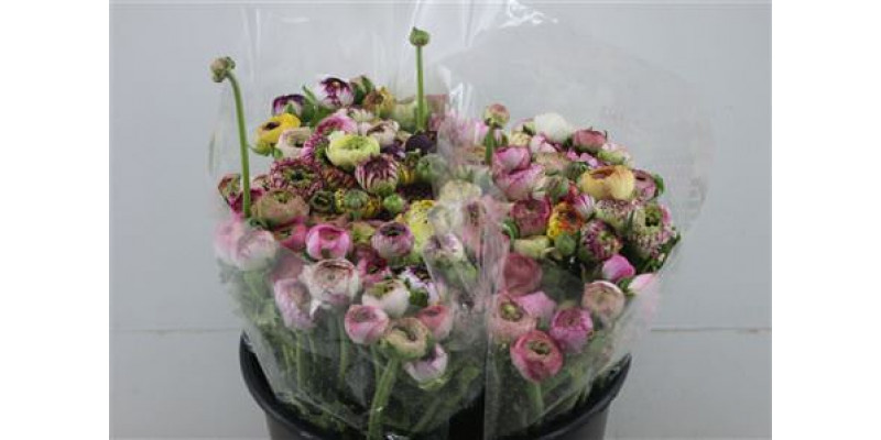 Ranunculus Ex Cap Pink Extra 40cm A1