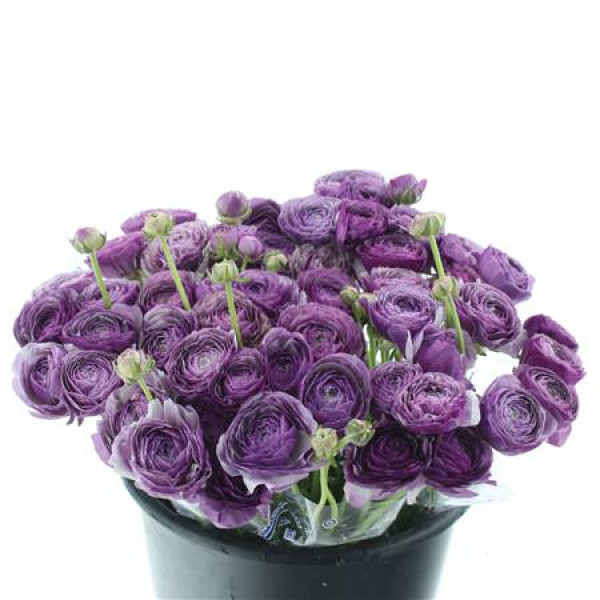 Ranunculus Cloni Sr Antoine Extra 40cm A1