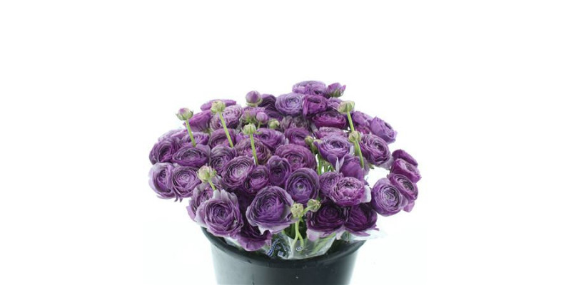 Ranunculus Cloni Sr Antoine Extra 40cm A1