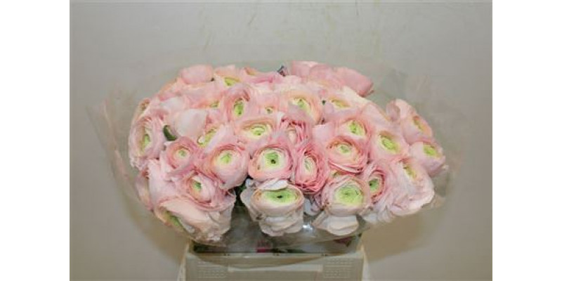 Ranunculus Cloni Ex Ballerine 45cm