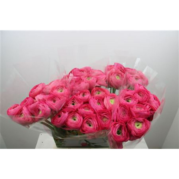 Ranunculus Cloni Ex Charleston 45cm