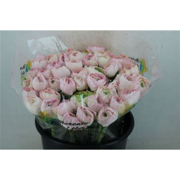 Ranunculus Cloni Ex Favola 40cm