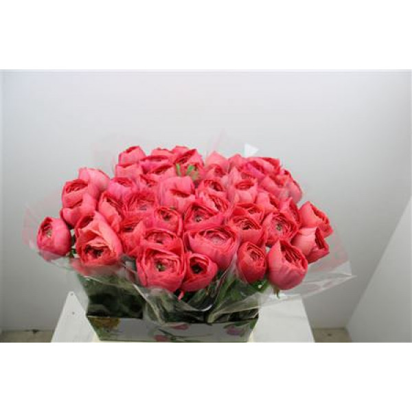 Ranunculus Cloni Ex Fragolino 45cm