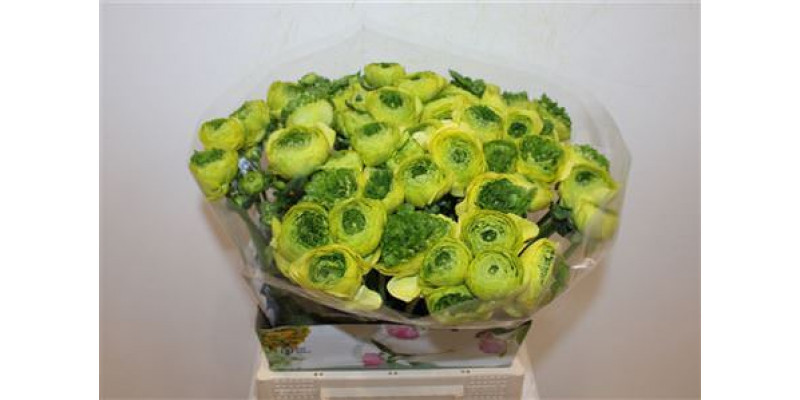 Ranunculus Cloni Ex Lemon 45cm