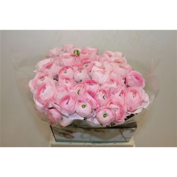 Ranunculus Cloni Ex Lollipop 45cm