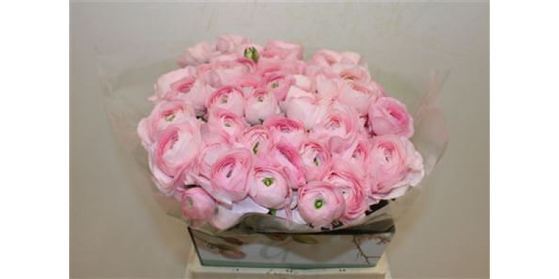 Ranunculus Cloni Ex Lollipop 45cm