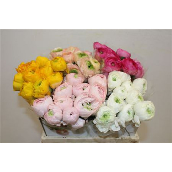 Ranunculus Cloni Ex Mix 40cm